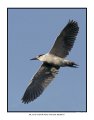 1519 black crowned night heron